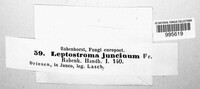 Leptostroma juncinum image